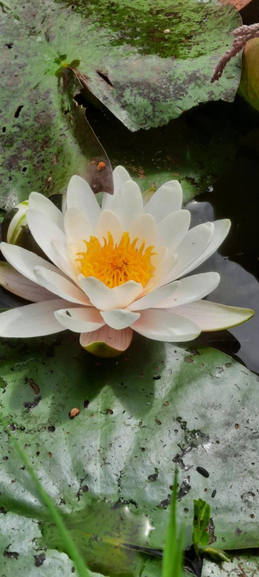 Les Etangs Du Moulin D'Harcy 호텔 Lonny 외부 사진